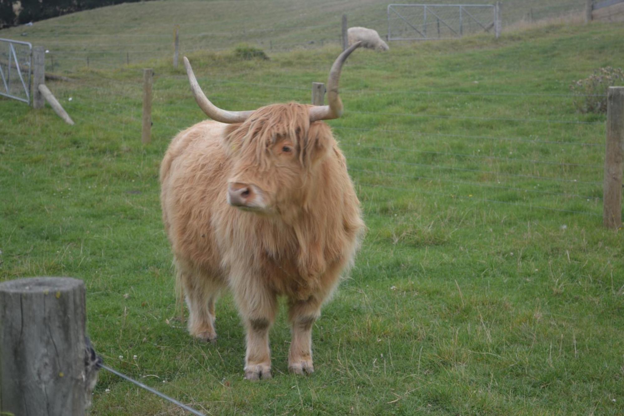 Highlands On Homestead Oamaru Exteriér fotografie